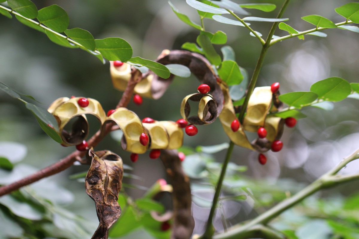 Adenanthera pavonina L.